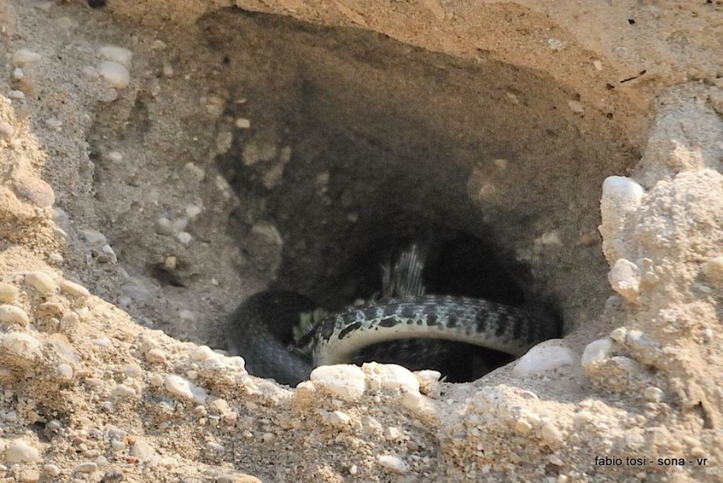 Il caparbio: predazione di biacco (foto-racconto)